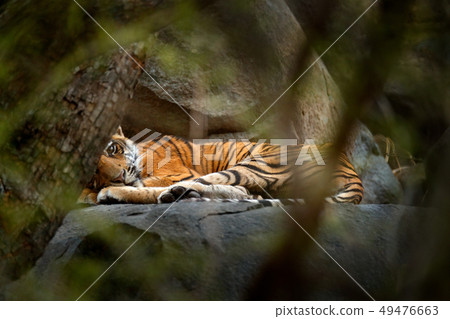 Tiger lying in green vegetation Tiger lying in green vegetation 49476663