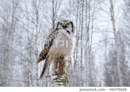 Snowy winter scene with hawk owl, larch tree 49476666