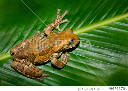 Morelet's Tree Frog, Agalychnis moreletii Morelet's Tree Frog, Agalychnis moreletii 49476670