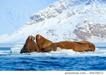 Winter Arctic landscape with big animal 49476672