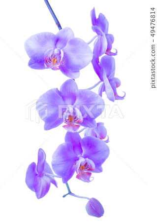 blooming twig of trendy color proton purple blooming twig of trendy color proton purple 49476814