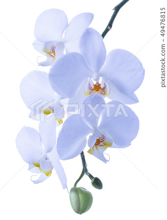 blossoming beautiful branch of blue orchid, blossoming beautiful branch of blue orchid, 49476815