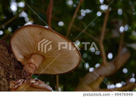 Shiitake mushroom 49476949
