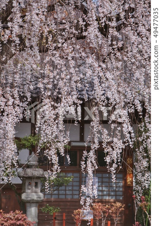 櫻花在寺廟 櫻花在寺廟 49477035
