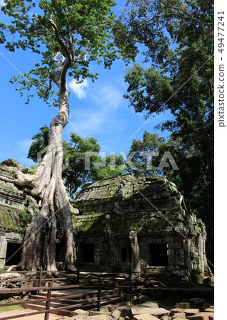 Ta Prohm (Siem Reap / Cambodia) Ta Prohm (Siem Reap / Cambodia) 49477241