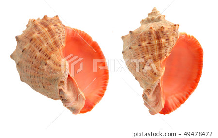 Cockleshells isolated on a white background. Cockleshells isolated on a white background. 49478472