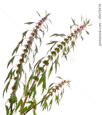 Leonurus isolated Leonurus isolated 49478476