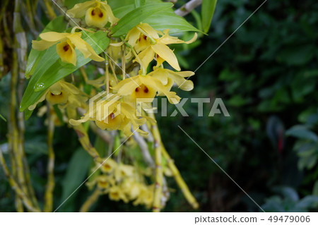 黃色Indode（帶複製空間） 49479006