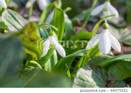 White spring flowers snowdrops White spring flowers snowdrops 49479381