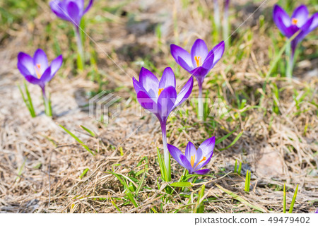 Spring violet flowers crocuses Spring violet flowers crocuses 49479402