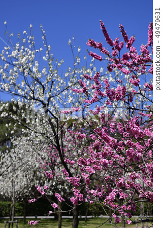 Kyoto gyoen Taoyuan (Peach blossom) 49479631