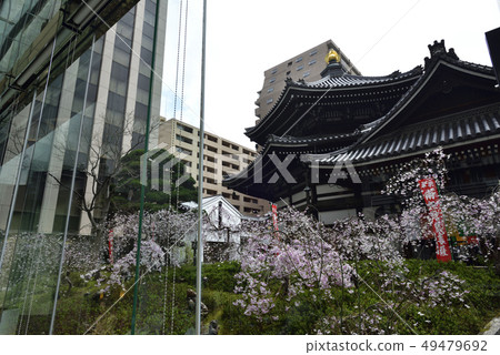 六角形寺廟(Zohhoji)Miyukizakura 六角形寺廟(Zohhoji)Miyukizakura 49479692