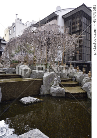 Hexagonal temple (Zohhoji) Miyukizakura Hexagonal temple (Zohhoji) Miyukizakura 49479693