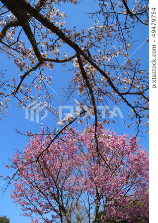 Cherry blossoms / red and white Cherry blossoms / red and white 49479754