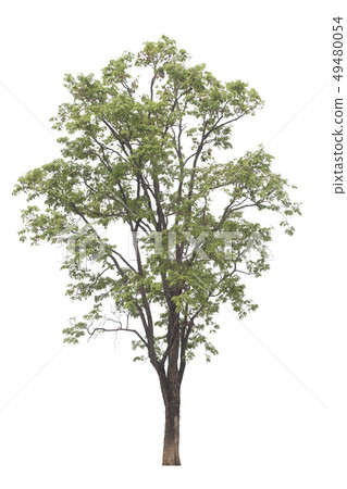 Tree isolated on white background. Burma padauk 49480054