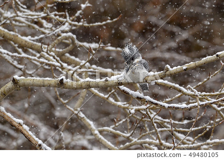 春雪 春雪 49480105