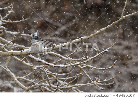 春雪 春雪 49480107