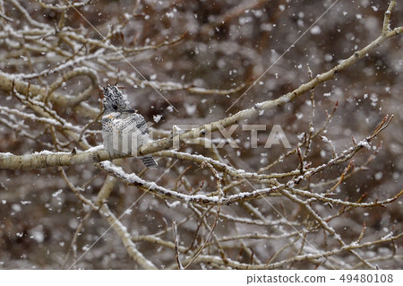 春雪 春雪 49480108