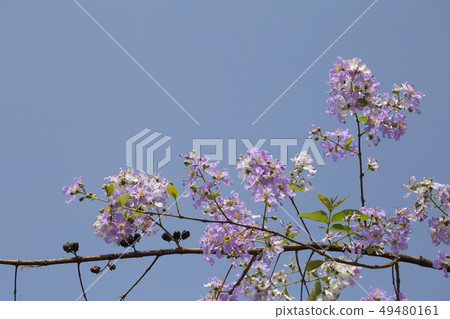 Flower in summer with space. Pride of India or 49480161