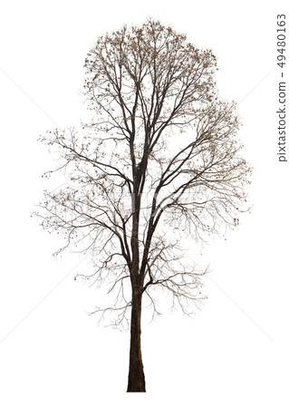 Dead tree with dry scene isolate on white Dead tree with dry scene isolate on white 49480163