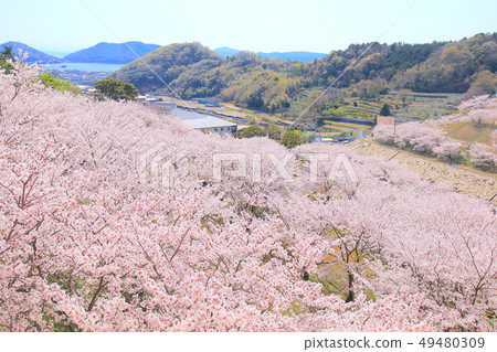 Cherry Blossoms	 49480309