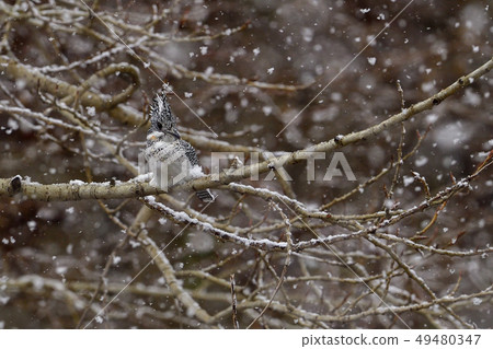 春雪 春雪 49480347