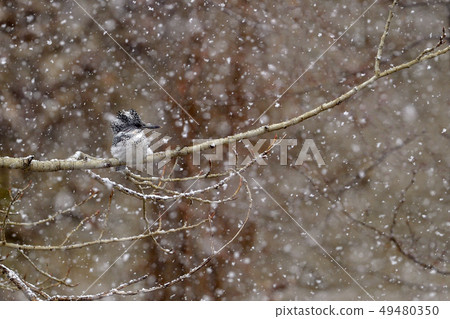 春雪 春雪 49480350