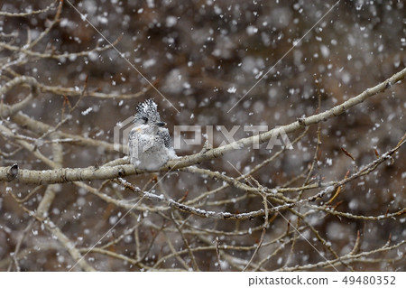 春雪 春雪 49480352
