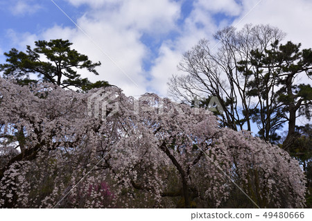 Bamboo cherry blossoms of Kyoto Miyuki Konoe Residence Bamboo cherry blossoms of Kyoto Miyuki Konoe Residence 49480666