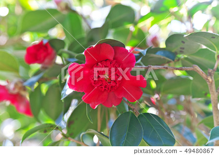 Red Benikarako rose flower Red Benikarako rose flower 49480867