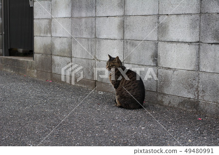 一隻貓 49480991