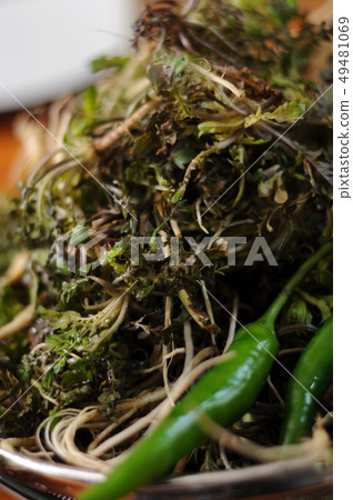 Fresh spring herbs and vegetables, Korean ingredients Fresh spring herbs and vegetables, Korean ingredients 49481069