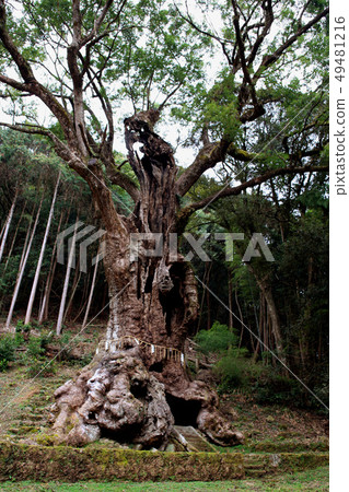 Saga Takeo的Oiso(全國第7大樹)的旅遊勝地 Saga Takeo的Oiso(全國第7大樹)的旅遊勝地 49481216
