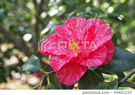 Red rose flower Red rose flower 49481235