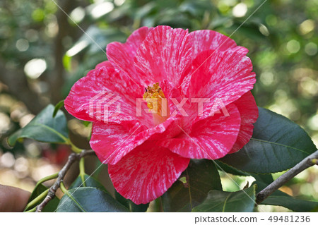 Red rose flower Red rose flower 49481236