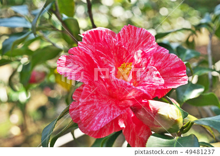 Red rose flower Red rose flower 49481237