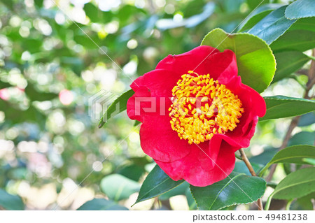 Red lighted rose flower Red lighted rose flower 49481238
