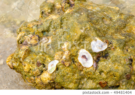 marine design background ebb tide stone covered 49481404