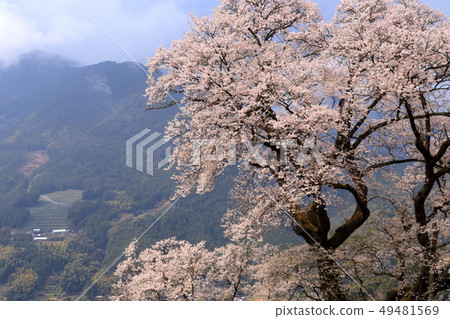 Hyotan Sakura（高知縣） 49481569