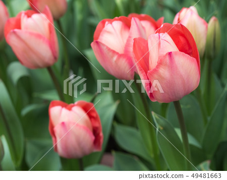 Tulip Tulip 49481663