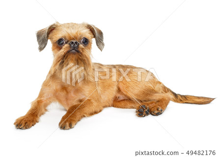 Dog breed Brussels Griffon 49482176