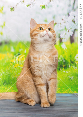 Red cat sitting on a blue wooden table 49482177