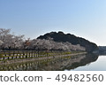 Row of cherry trees 49482560