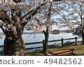Cherry Blossoms	 49482562