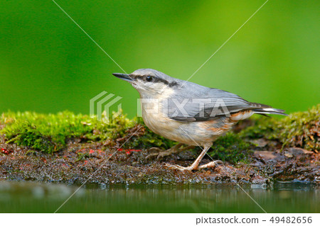 Eurasian Nuthatch, Sitta europaea 49482656