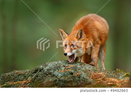 Animal, green environment, stone. Fox in forest. 49482663
