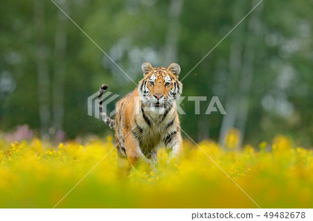 Siberian tiger in beautiful habitat Siberian tiger in beautiful habitat 49482678