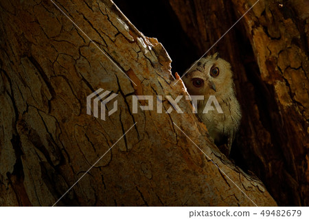 Indian scops owl, Otus bakkamoena 49482679