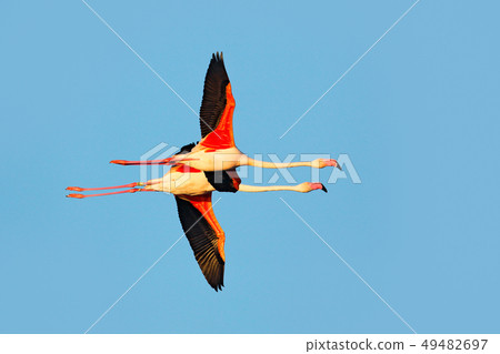 Flying pair of nice pink big bird Greater Flamingo Flying pair of nice pink big bird Greater Flamingo 49482697