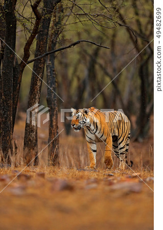 Indian tiger with first rain, wild danger animal Indian tiger with first rain, wild danger animal 49482699